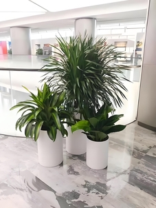 宁波江北花木租摆价格